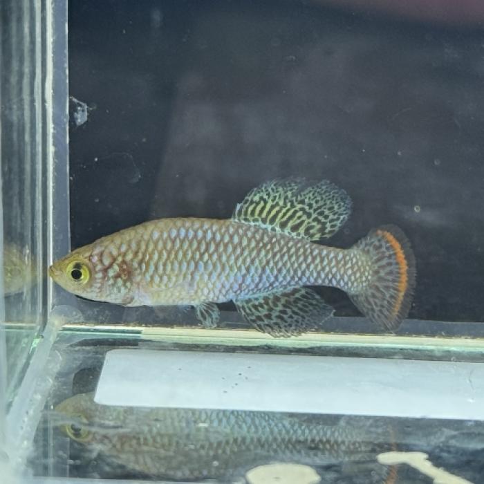 ノソブランキウス・ピエナアリ（ＥＵブリード）（ペア）