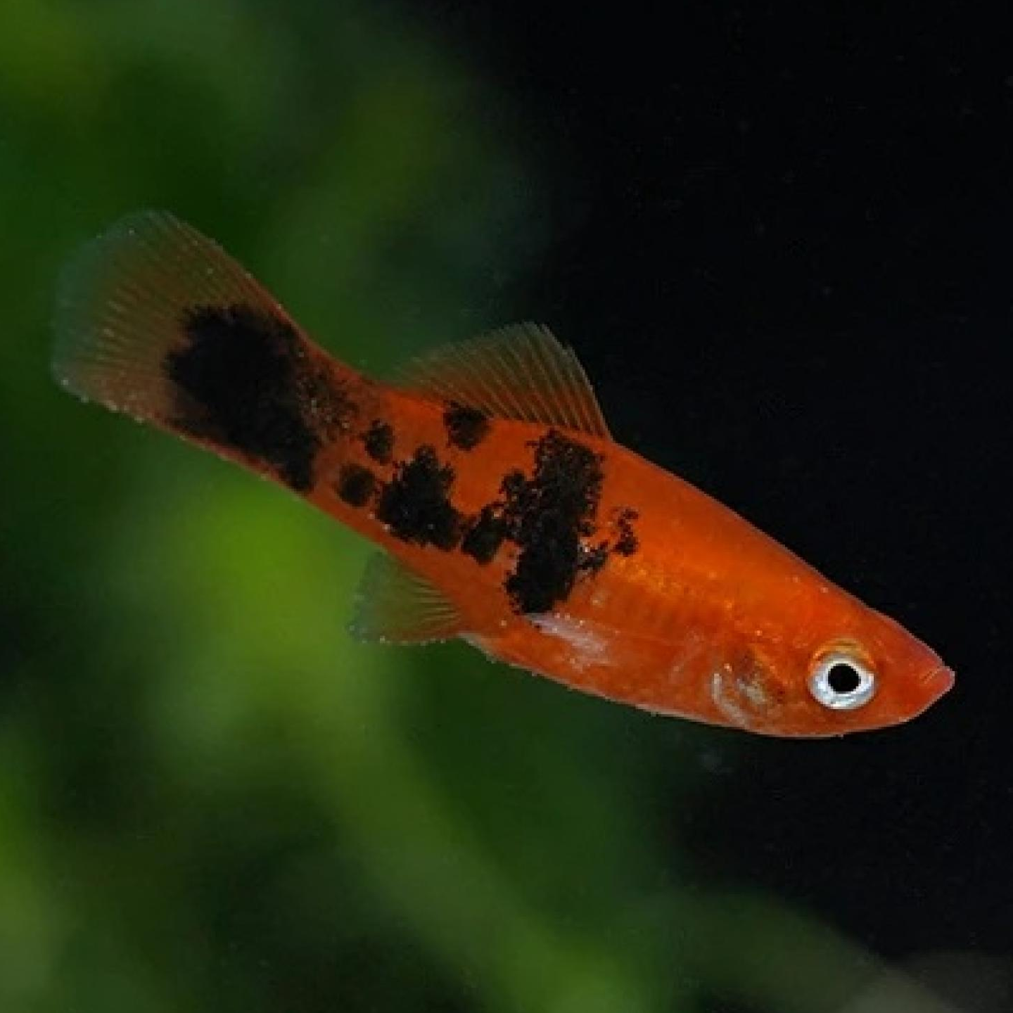 キフォフォルス・ヘレリー（Ｂｅｒｌｉｎ）（ＥＵブリード）オスのみ