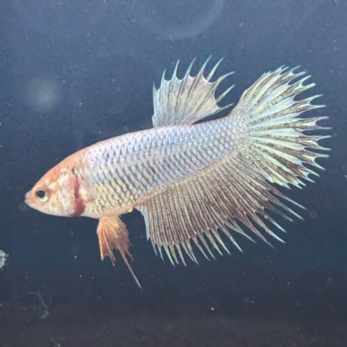 クラウンテールベタ（メス）