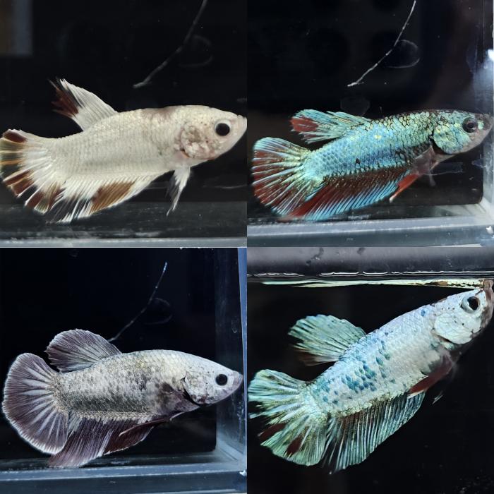 ＰＫＨＭ・指定なしアソートミックス（オス）