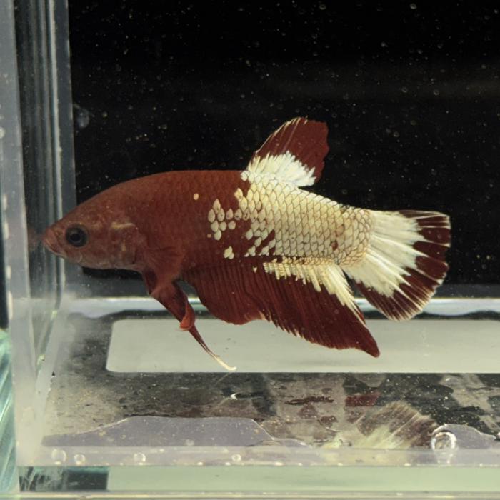 ＰＫＨＭ・プラチナレッドファンシー（オス）