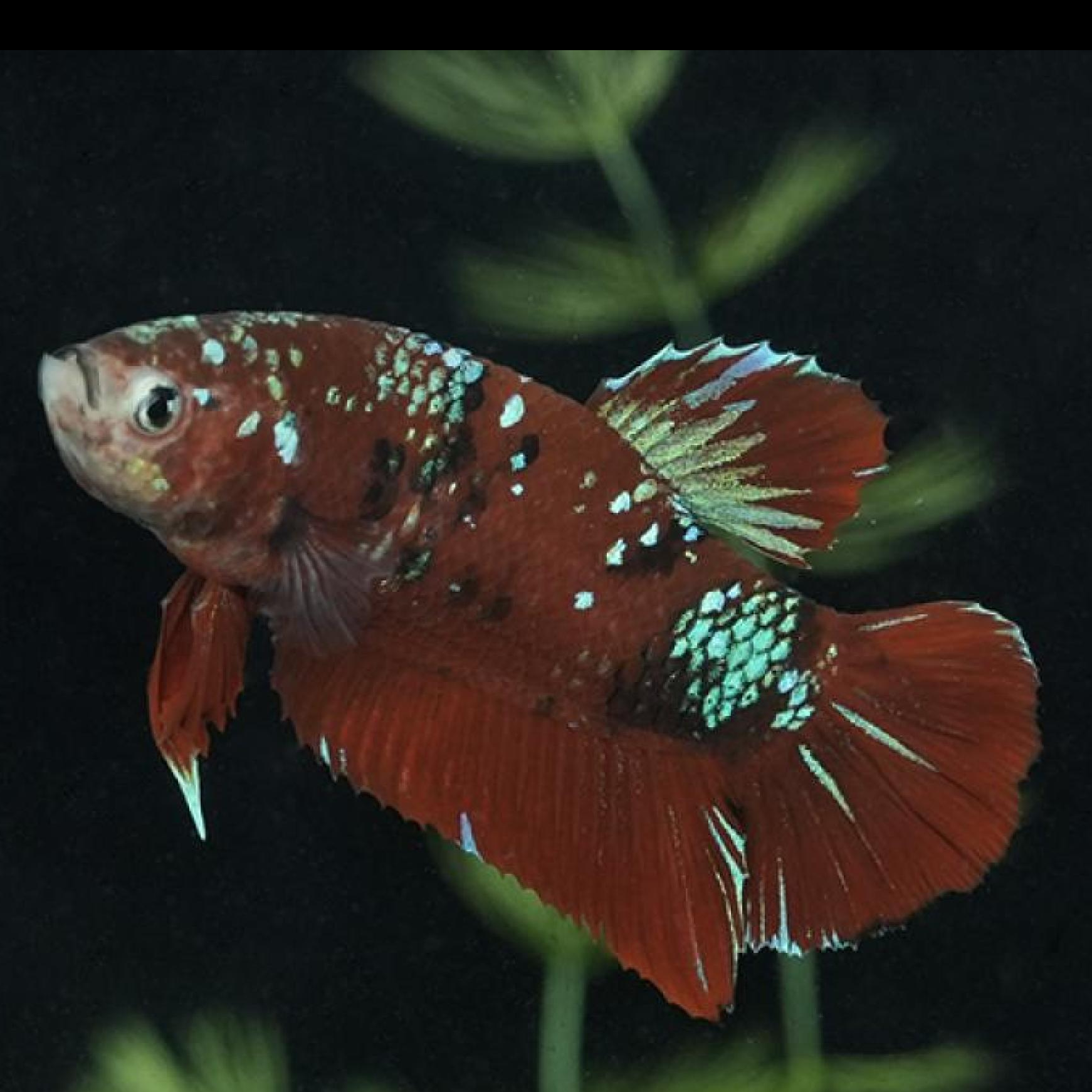 ＰＫＨＭ・コイカラーレッドカッパーギャラクシー（オス）