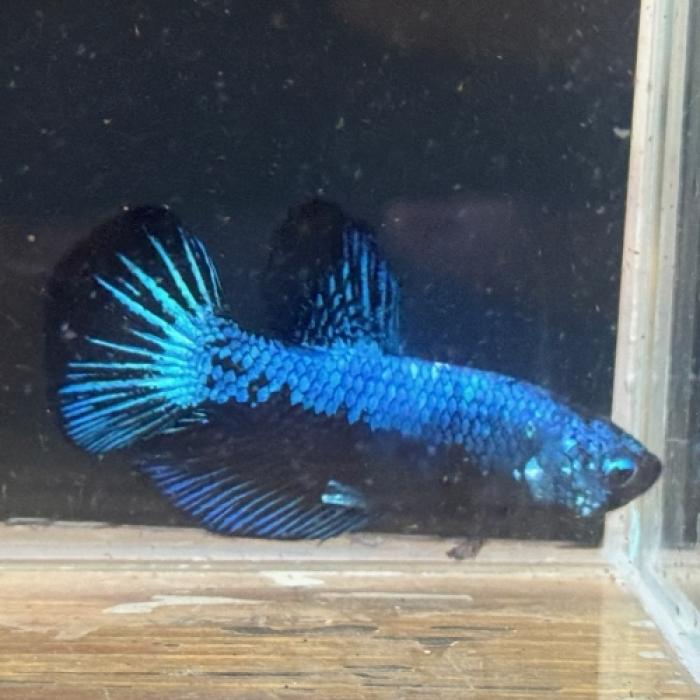 ＰＫＨＭ・ブルーサムライ（オス）