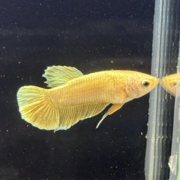 ＰＫＨＭ・スーパーゴールド（オス）