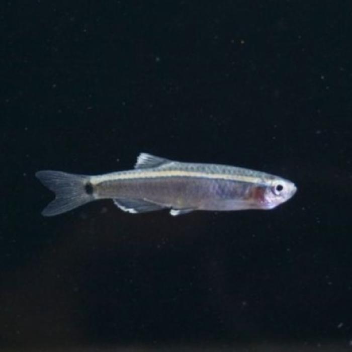 タニクティスｓｐグワンシー（中国）