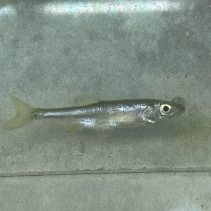 シニブラマｓｐ（中国）