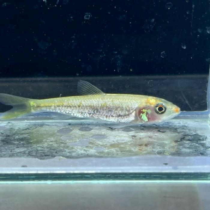 コウライハス・ミュータント（中国）