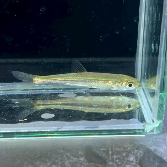 アナバリリウス・デュオイエンシス（中国）