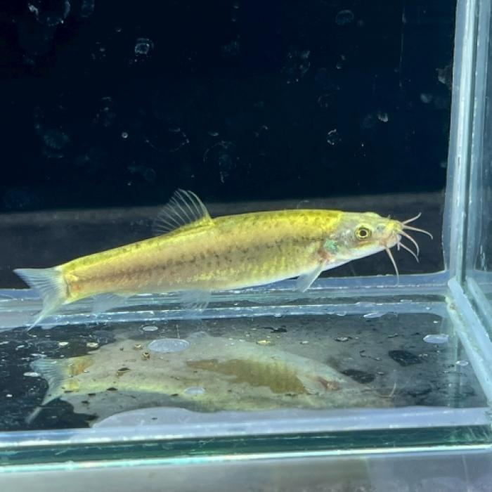 Ｐａｒａｎｅｍａｃｈｉｌｕｓｓｐ．