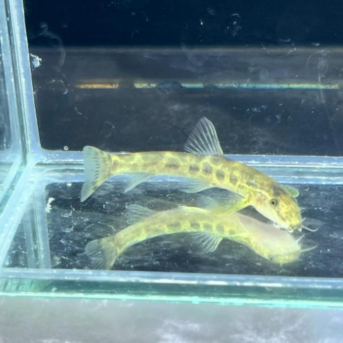 パンサートリフロフィサローチ（中国）