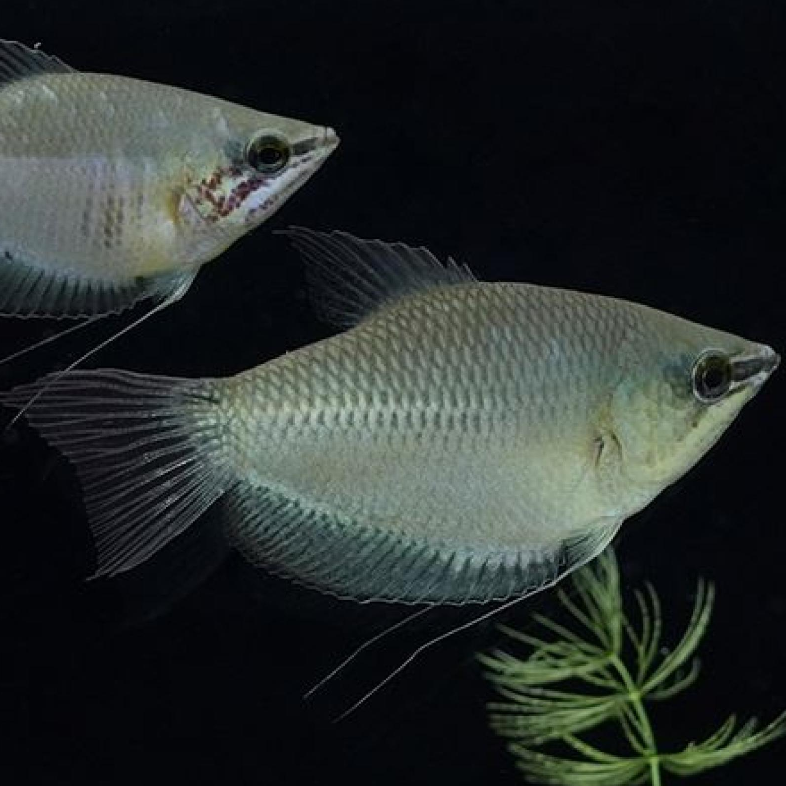 スファエリクチス・アクロストマ（L)