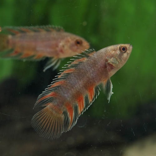 ミクロクテノポマ・アンソルギー（コンゴ）