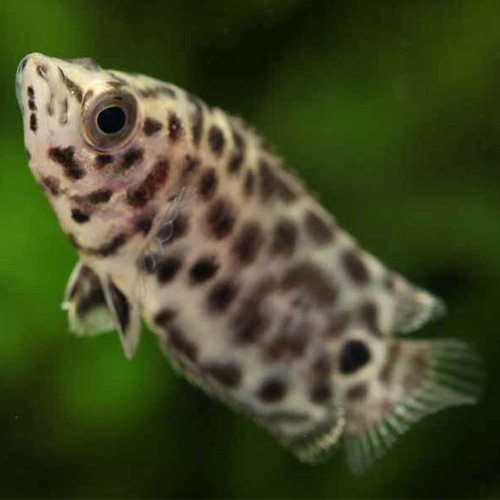 レオパードクテノポマ