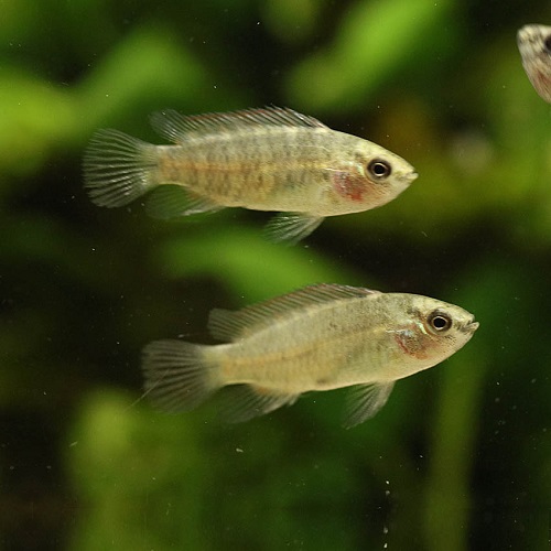 バジスバジス（ブリード）