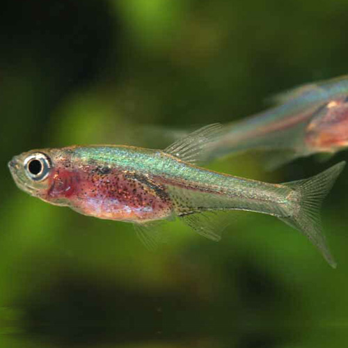 ラスボラ・アクセルロディ・ブルー