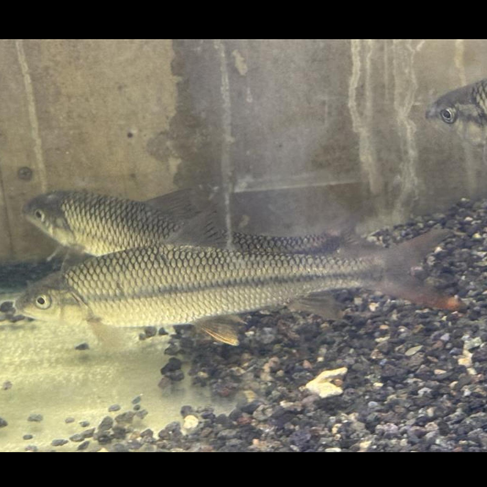 中国ハナマガリ（Ｌ）※Ｏｎｙｃｈｏｓｔｏｍａ　ｓｐ