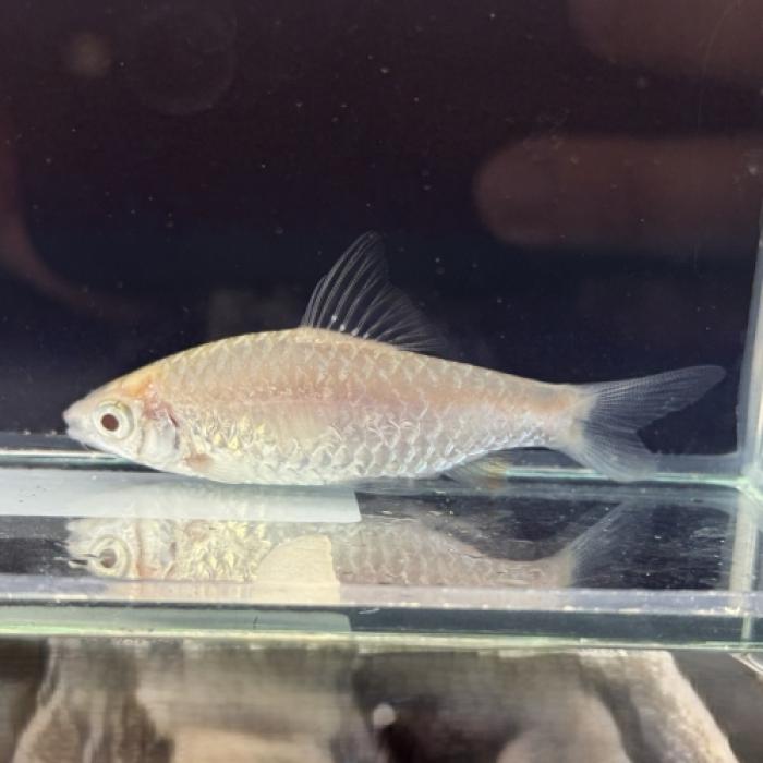 アルビノドーキンシア（中国便）（初入荷）