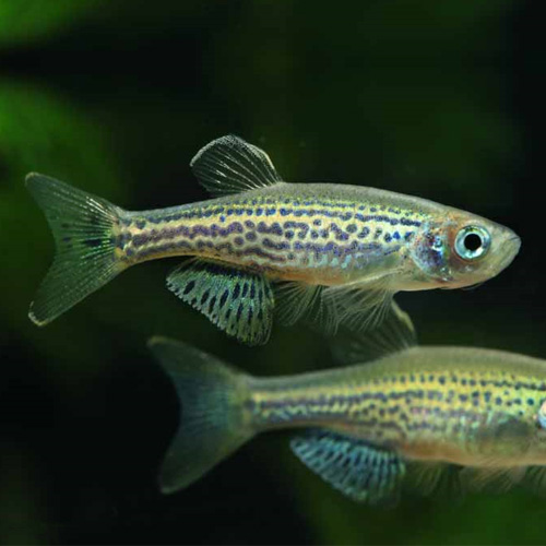 レオパードダニオ