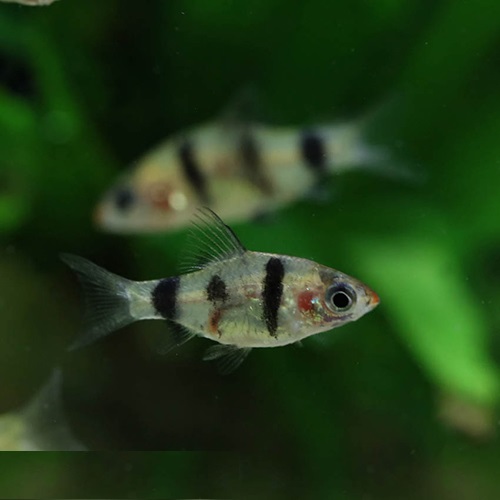 ブラックルビーバルブ