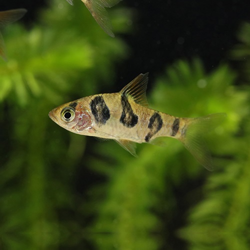 プンティウス・ロンボケラータス