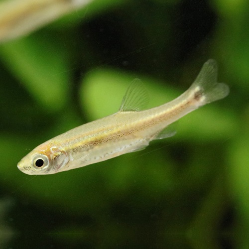 ガーネットミノー（中国）