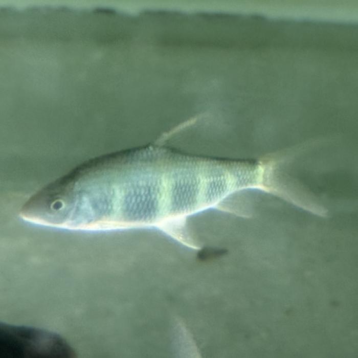 中国クラウンバルブ（Ｌ）