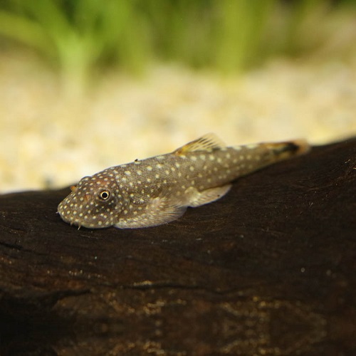 ボルネオプレコ