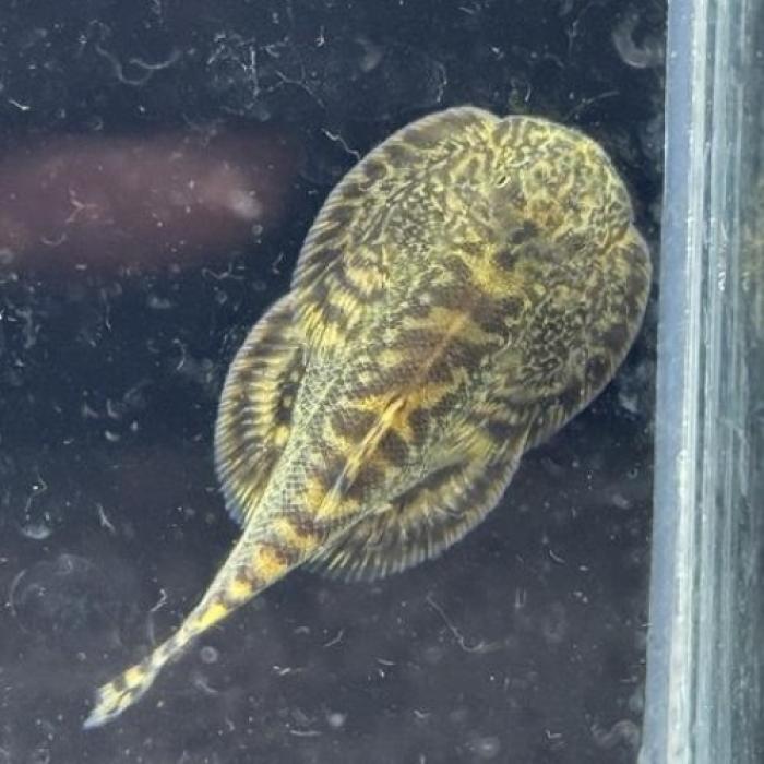 パコパイソンヒルストリームローチ