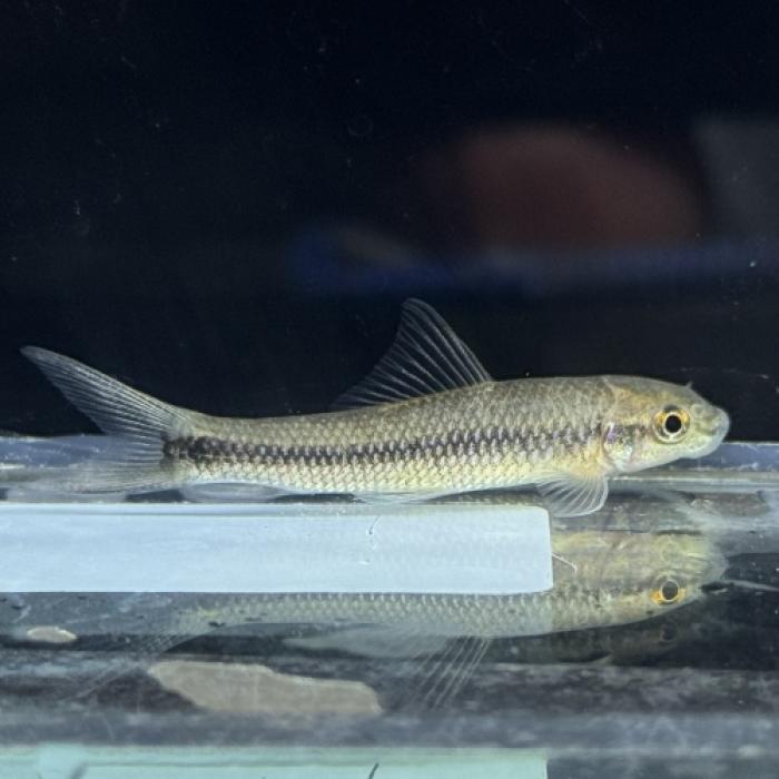 ラベオｓｐパルブス(コンゴ)