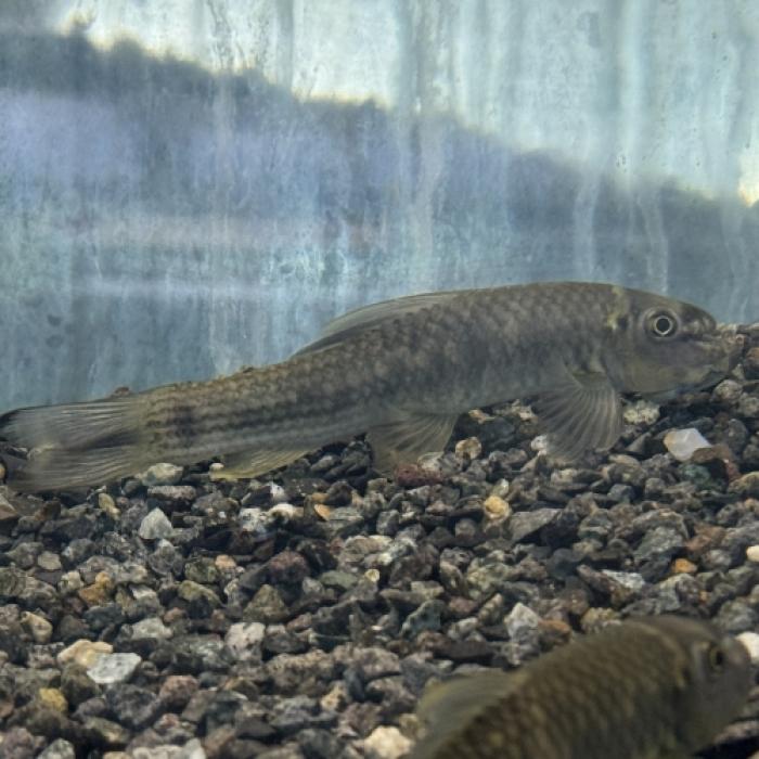 ガラｓｐブルマニクス