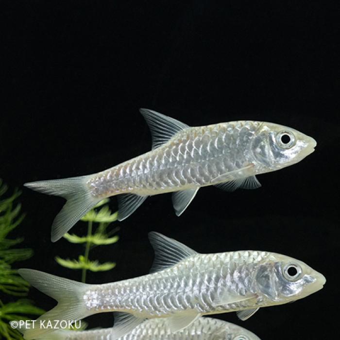 トール　シネンシス（中国）