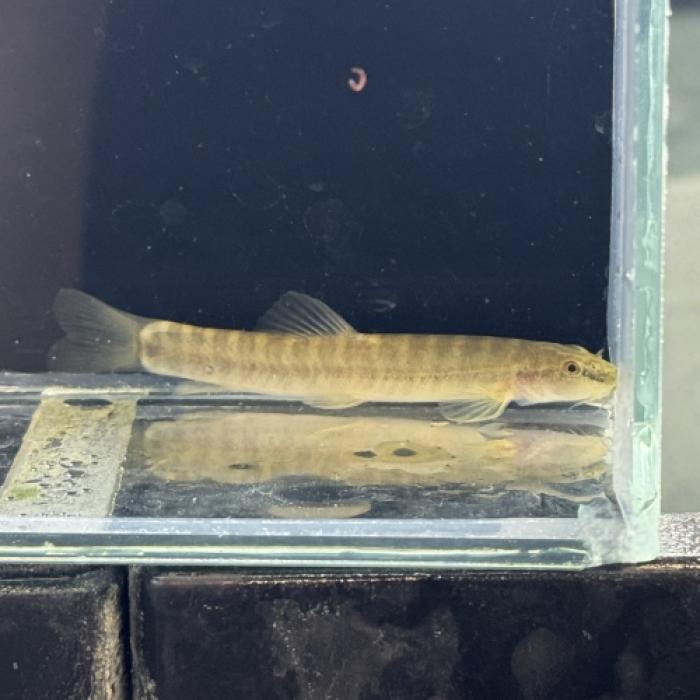 チャイニーズレオパードローチ