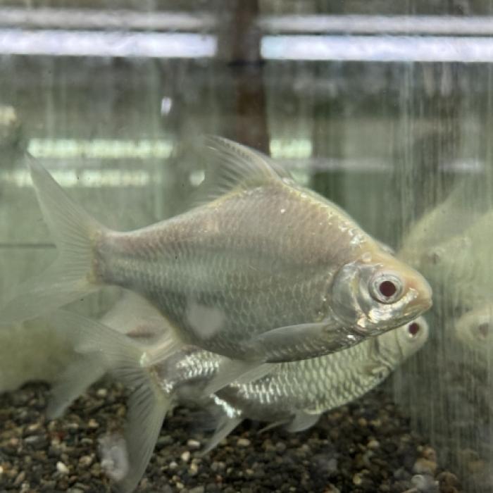 アルビノプラチナショートボディレッドフィンバルブ（Ｌ）