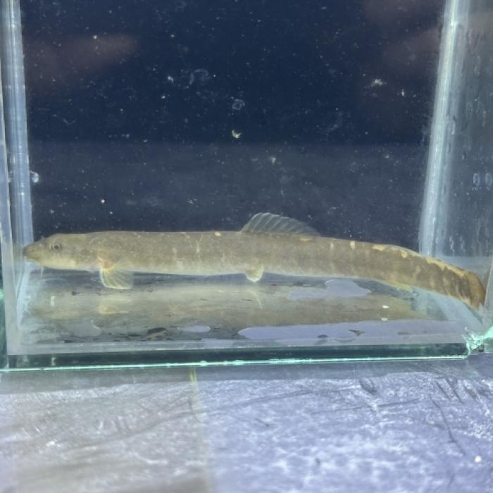 ロングボディレッドテールチャイニーズローチ