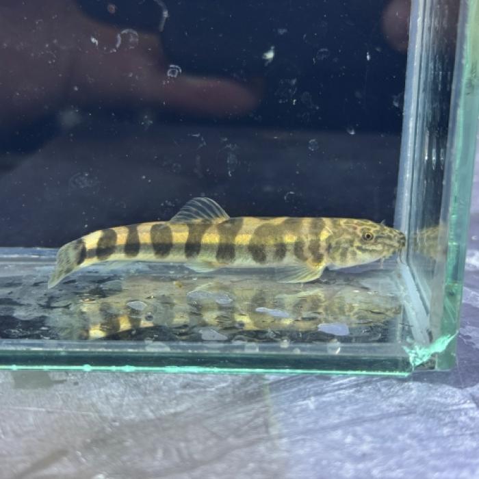 スキストラ・ティグリナ（中国）