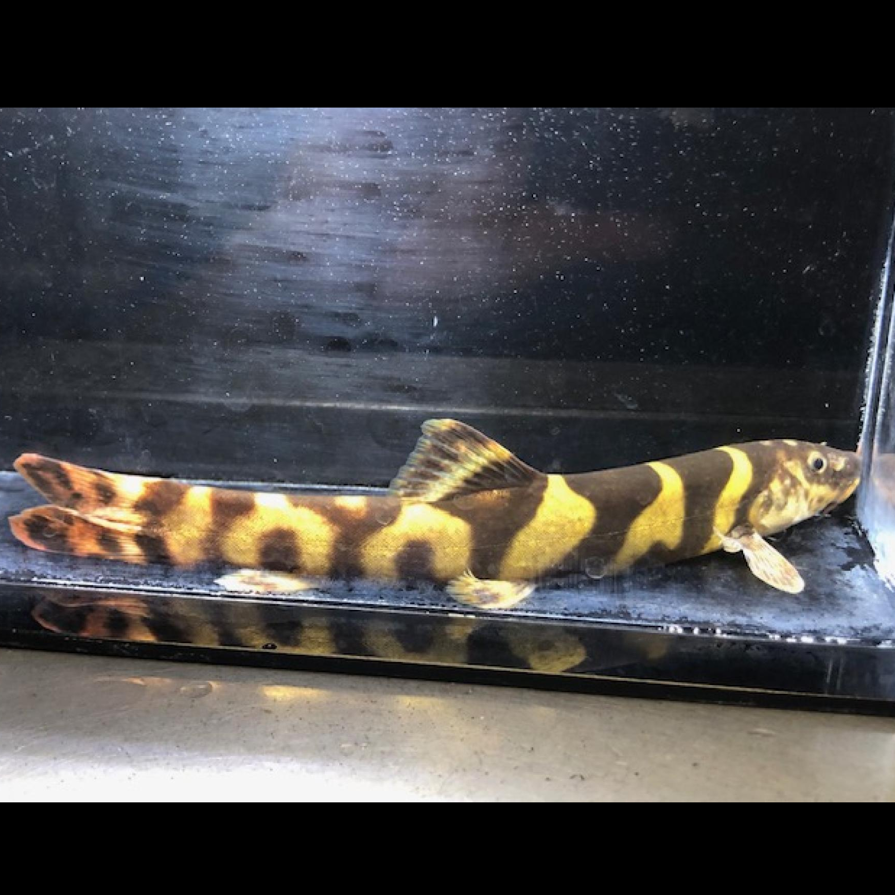 レプトボディア　ペレグリニ（中国）