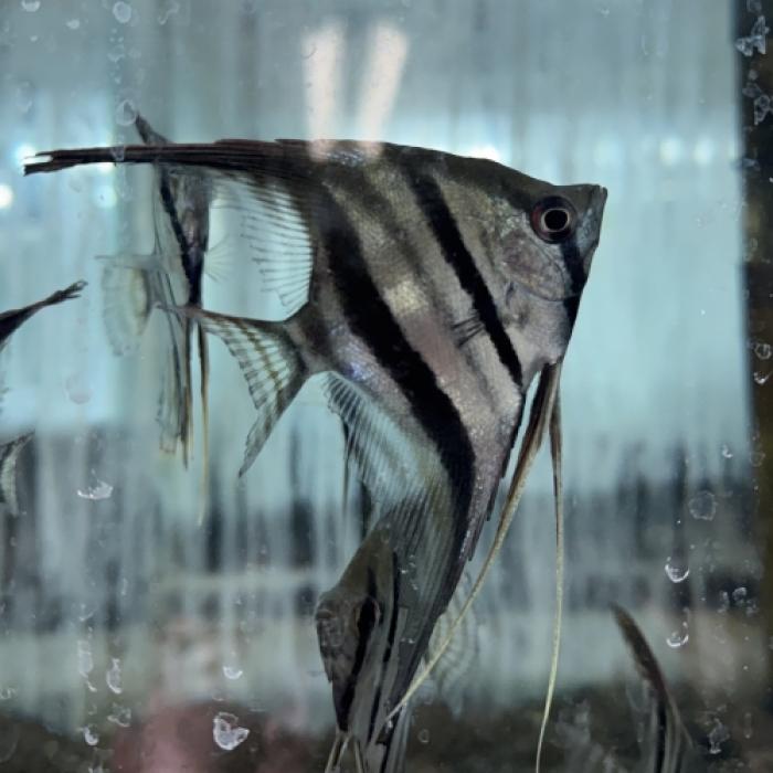 ワイルドサンタイザベルレッドバックエンゼル