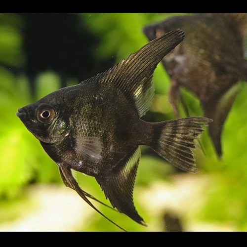 ブラックエンゼル（Ｍ）