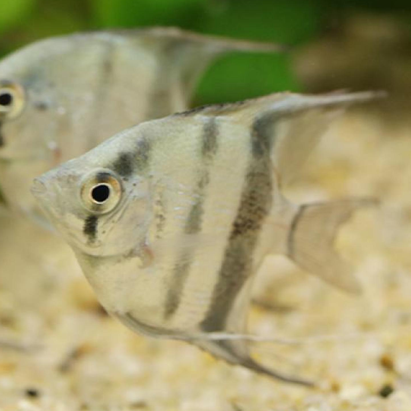 コバルトブルーエンゼル（台湾ブリード）（SM)