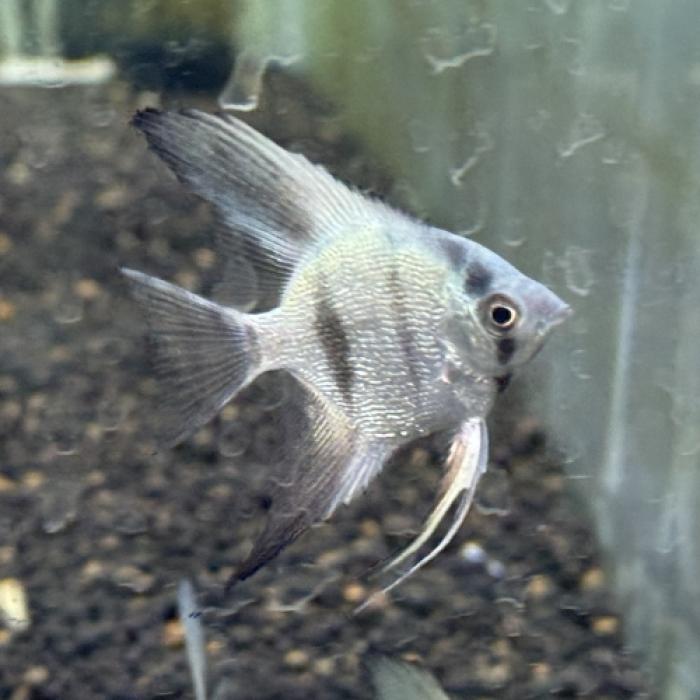 ブルーダイヤモンドエンゼル（ＥＵブリード）（Ｍ）