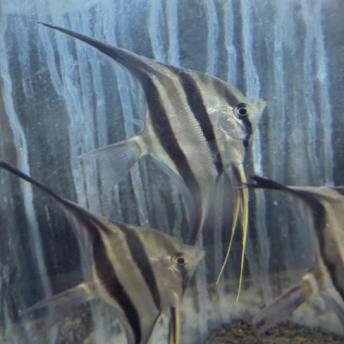 ワイルドアルタムエンゼル（リオネグロ）（Ｌ）