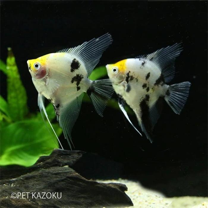 レッドデビルエンゼル（ブリード）（M）