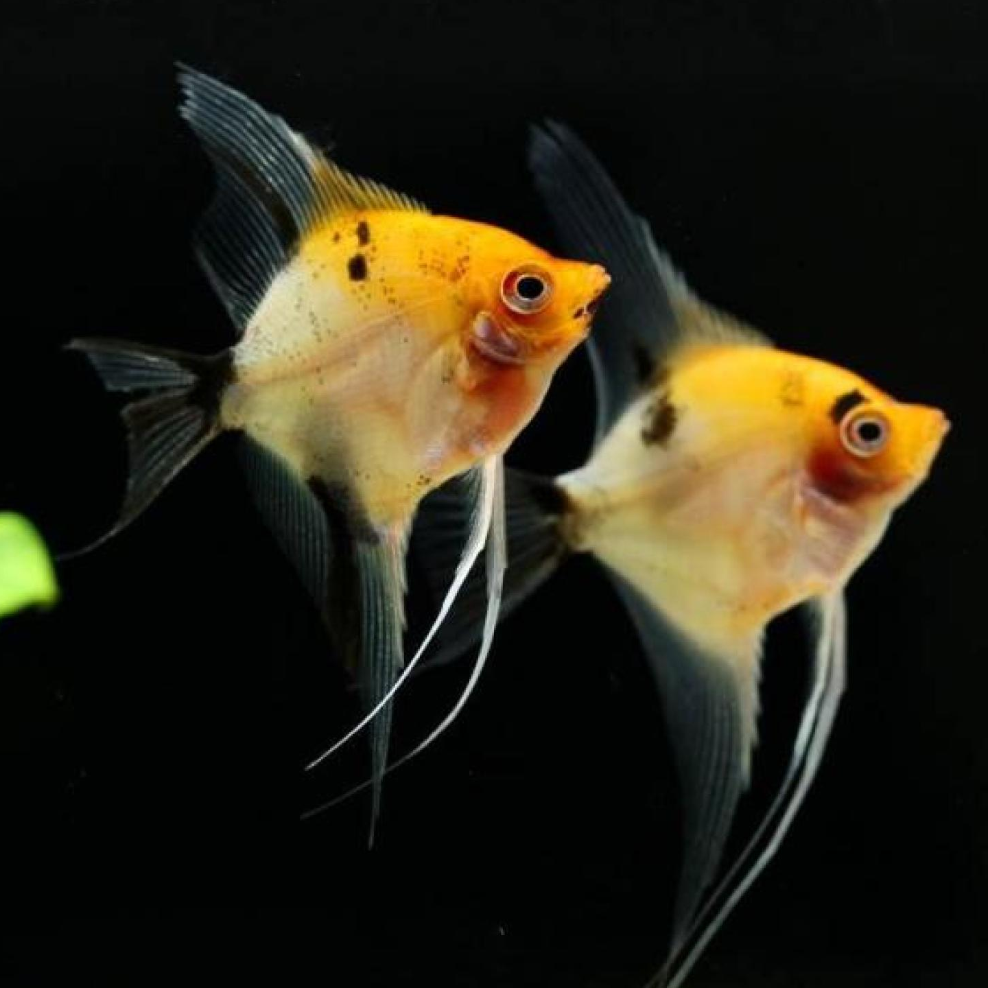 レッドデビルエンゼル（ブリード）（Ｓグレード）