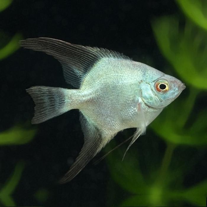 ブルガリアングリーンエンゼル（ＥＵブリード）