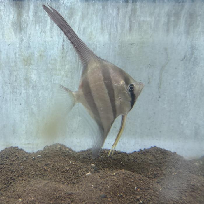 ワイルドネグロアルタムエンゼル（リオイサナ）（Ｌ）