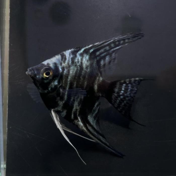 ブルーマーブルエンゼル（Ｍ）