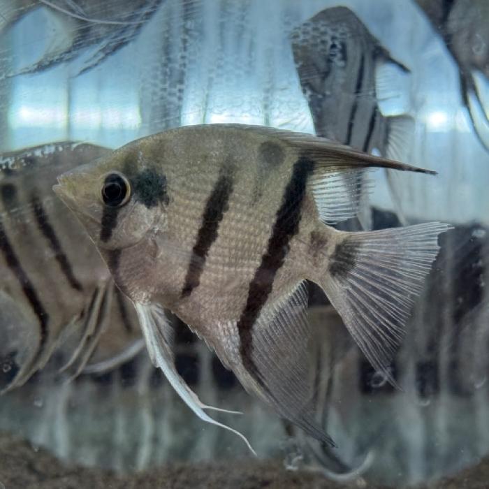 ドゥメリリーエンゼル（リオジュファリ）（ＳＭ）