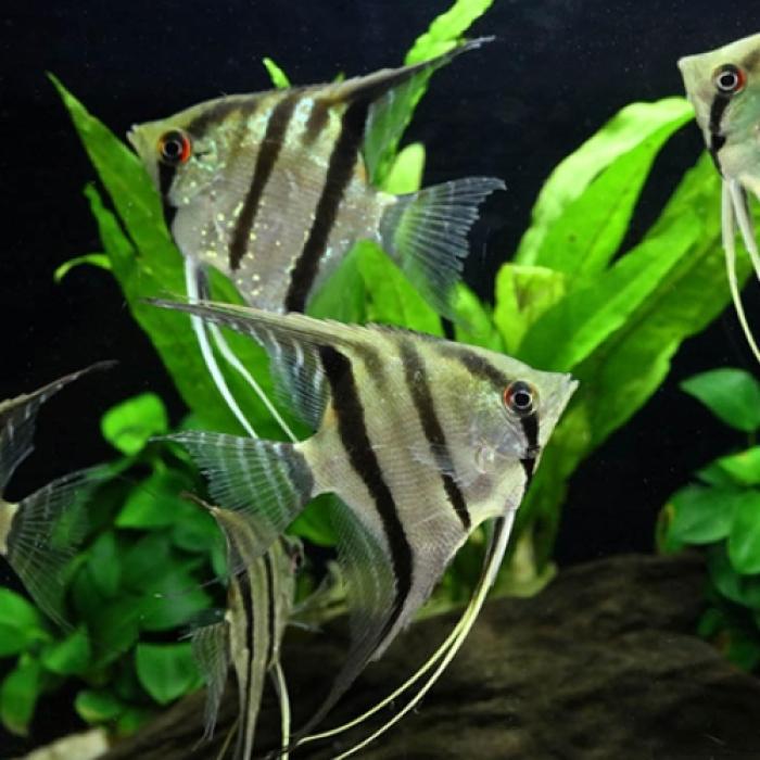 スカラレエンゼル（リオジュファリ）（ＭＬ）