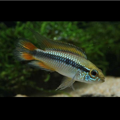 Ａｐ，アガシジ・ファイヤーレッド（ペア）