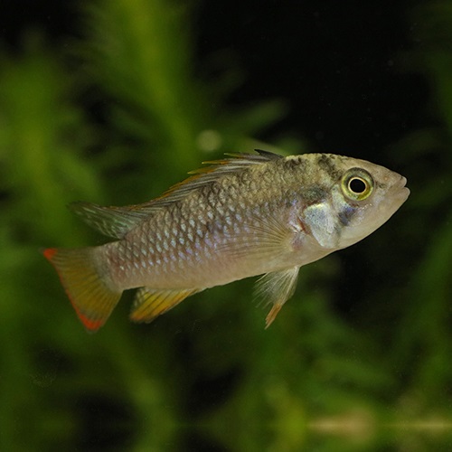 Ａｐ，インカ（ＥＵブリード）（ペア）